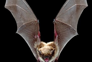 شوپـَر، جانوری که از آن دور بودیم و حالا دورتر شدیم