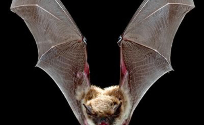 شوپـَر، جانوری که از آن دور بودیم و حالا دورتر شدیم