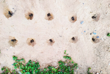 پِشکِل چالک