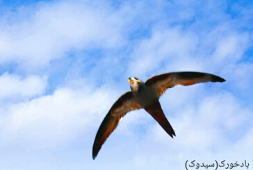 پِلِشتوک و سیدوک، مهمانان بهاری حیات‌داوود و لیراوی