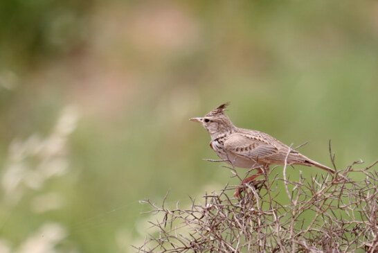 چغول و گزو و مشک حضرت عباس