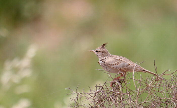 چغول و گزو و مشک حضرت عباس