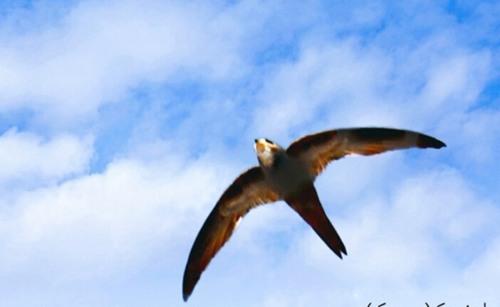 پِلِشتوک و سیدوک، مهمانان بهاری حیات‌داوود و لیراوی