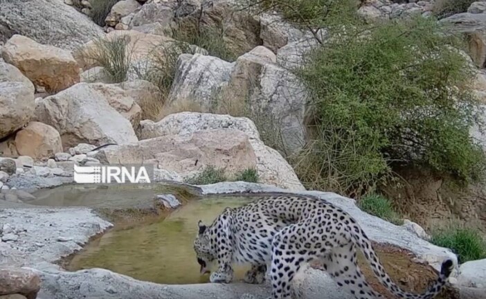 فیلم | آبخوری پلنگ ایرانی در بوشهر