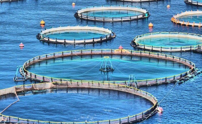 اجرای دومین طرح پرورش صدف خوراکی در شهرستان دیلم