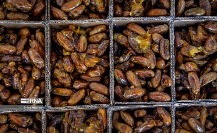 اهدا ۲ تن خرما توسط کشاورز تنگستانی به مردم غزه