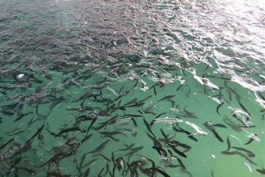 کشتی حمل بچه ماهی زنده در بوشهر بهره برداری شد