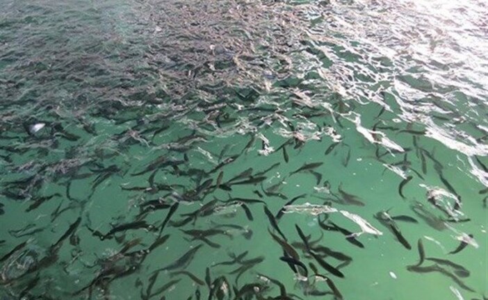 کشتی حمل بچه ماهی زنده در بوشهر بهره برداری شد