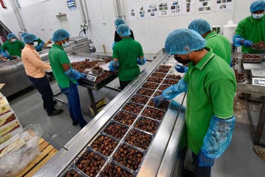 اشتغال سه هزار نفر در شرکت‌های بسته‌بندی و فرآوری خرمای استان بوشهر