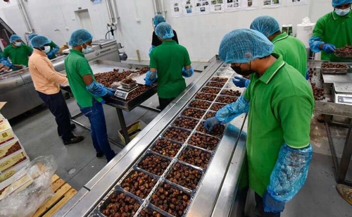 اشتغال سه هزار نفر در شرکت‌های بسته‌بندی و فرآوری خرمای استان بوشهر